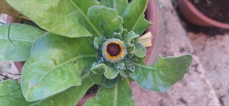 הגדל תמונה של סאב קטן