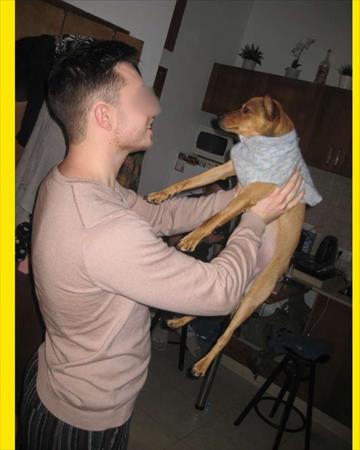 הגדל תמונה של צבי גבר תותח