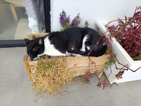 הגדל תמונה של nikshawsha