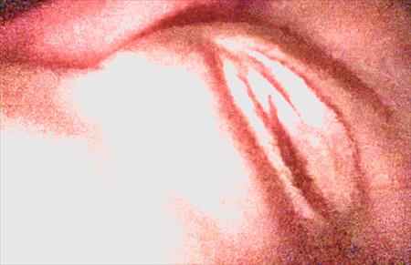 הגדל תמונה של כנועה נשלטת