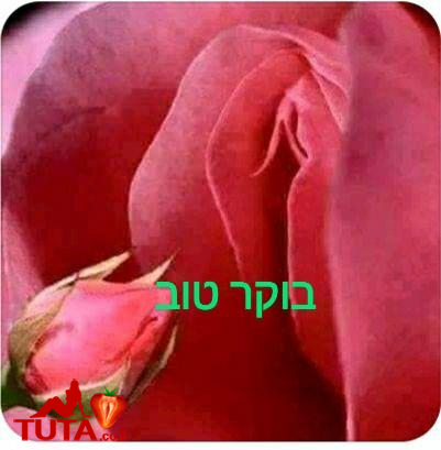 בוקר טוב